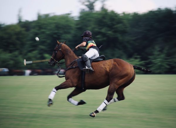 How to Become an Equestrian Influencer