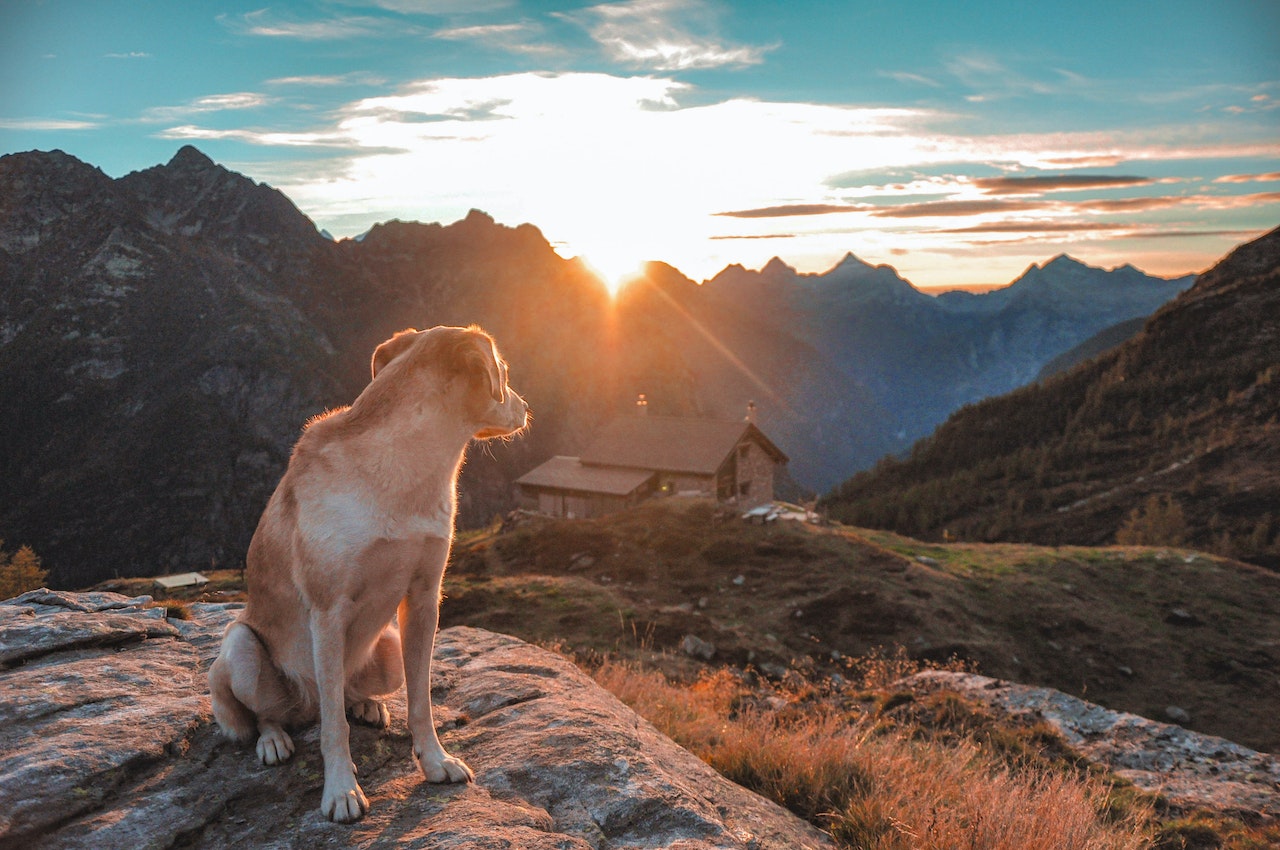 LinkedIn Influencer Dog Story